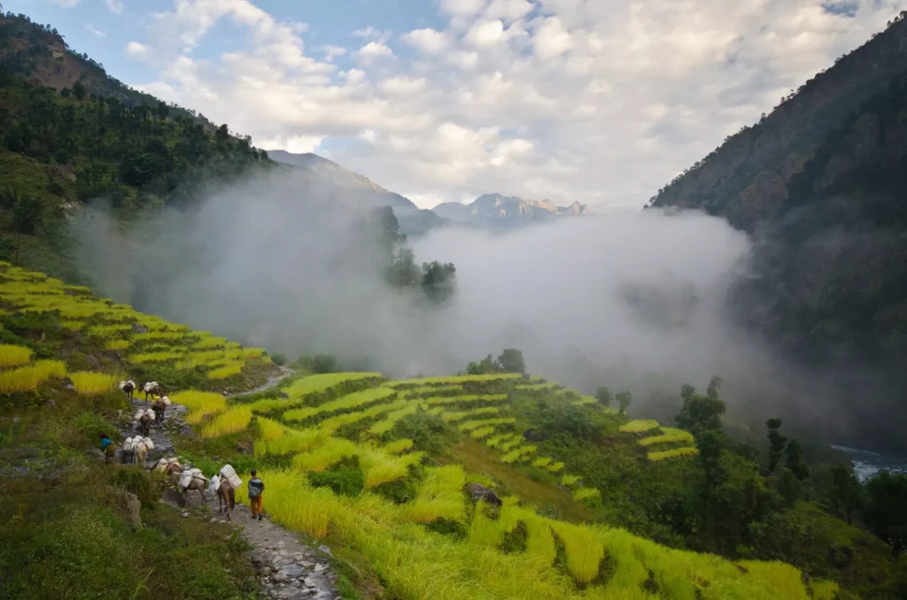 Nepál - okruh Manaslu - rýžová pole v dolním údolí
